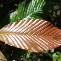 Dipterocarpus zeylanicus Thwaites